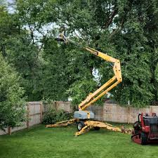 How Our Tree Care Process Works  in  Camano, WA